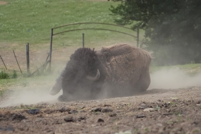 Gut 70 Bisons leben auf der Anlage.