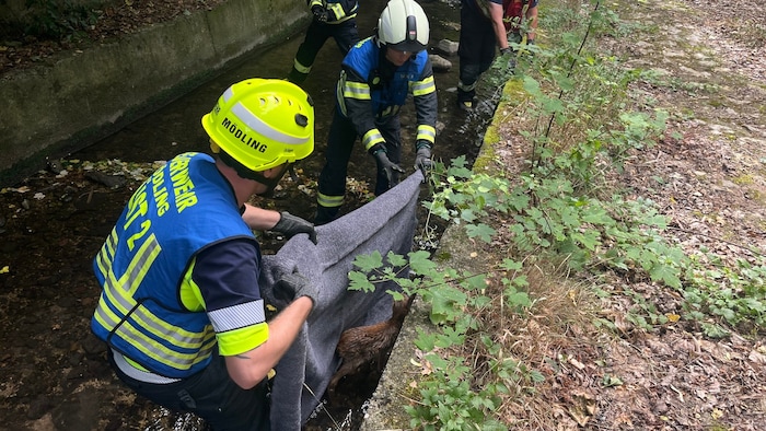 Vorsichtig wickelten Feuerwehrleute das Kitz in eine Decke.