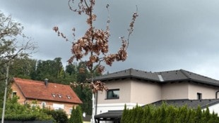 Wassersäcke am kahlen Stamm haben den Baum nicht wiederbelebt.