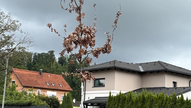 Wassersäcke am kahlen Stamm hat den Baum nicht wiederbelebt.