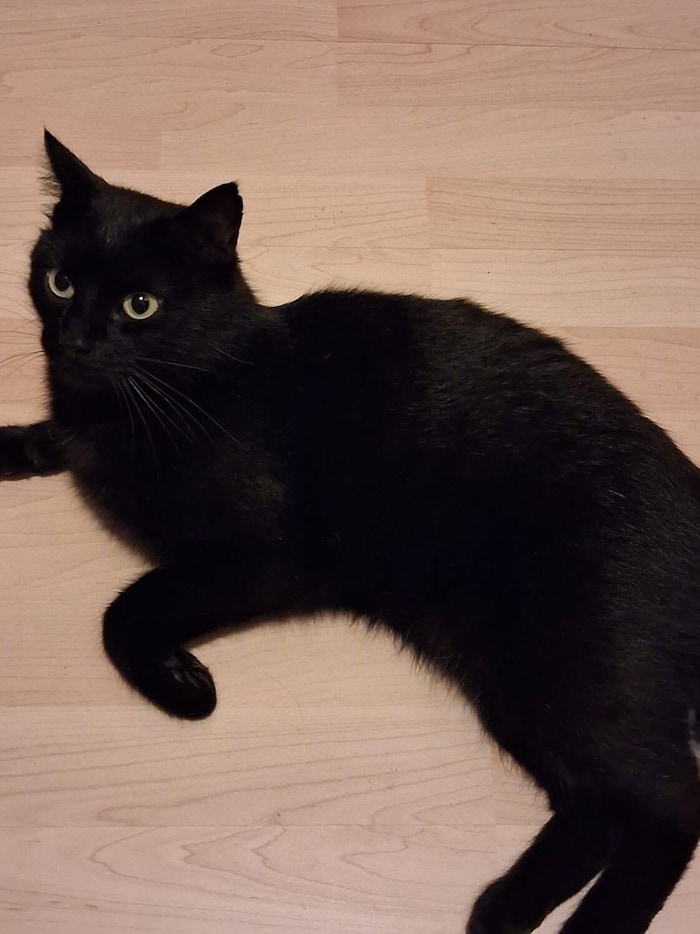 Katze schleicht umher!
