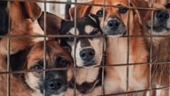 Ein Hundewelpe im deutschen Bundesland Rheinland-Pfalz war im Februar positiv auf Tollwut ...