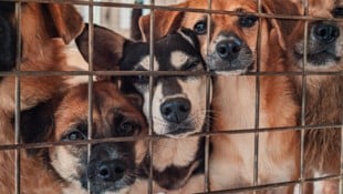 Ein Hundewelpe im deutschen Bundesland Rheinland-Pfalz war im Februar positiv auf Tollwut ...