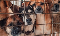 Ein Hundewelpe im deutschen Bundesland Rheinland-Pfalz war im Februar positiv auf Tollwut ...
