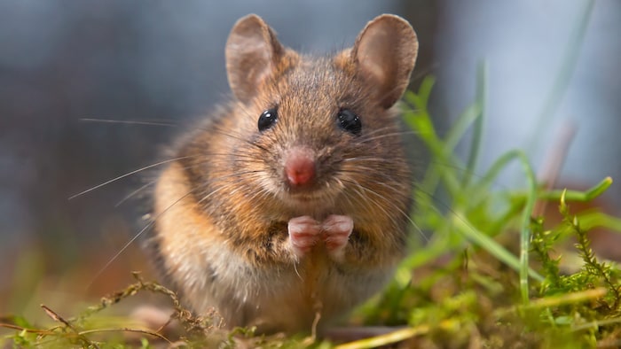 Die Publikation liefert neue Einblicke in Kommunikation und Sozialverhalten der Tiere.