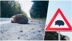 Aktuell liegt der Schwerpunkt der Streckenaufzeichnungen im südlichen Niederösterreich, wo ...