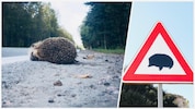 Aktuell liegt der Schwerpunkt der Streckenaufzeichnungen im südlichen Niederösterreich, wo ...