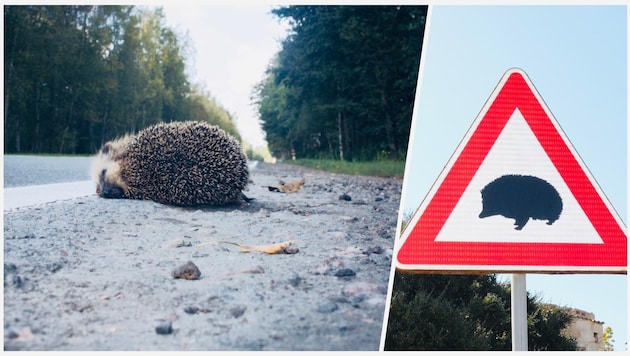 Aktuell liegt der Schwerpunkt der Streckenaufzeichnungen im südlichen Niederösterreich, wo ...