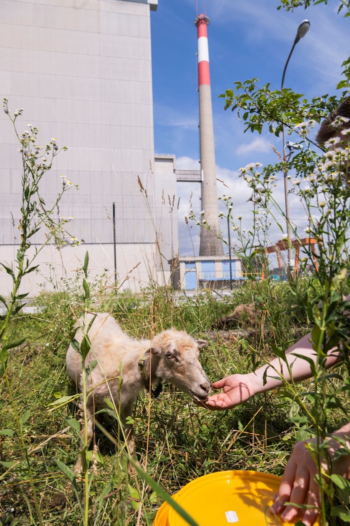 Auf dem Areal des nie in Betrieb gegangenen Atomkraftwerkes „arbeiten“ tierische Helfer.