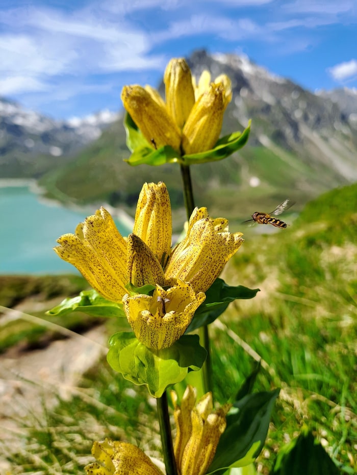 Wie andere Enzianarten enthält auch der Gepunktete Enzian bitter schmeckende Inhaltsstoffe, die ...