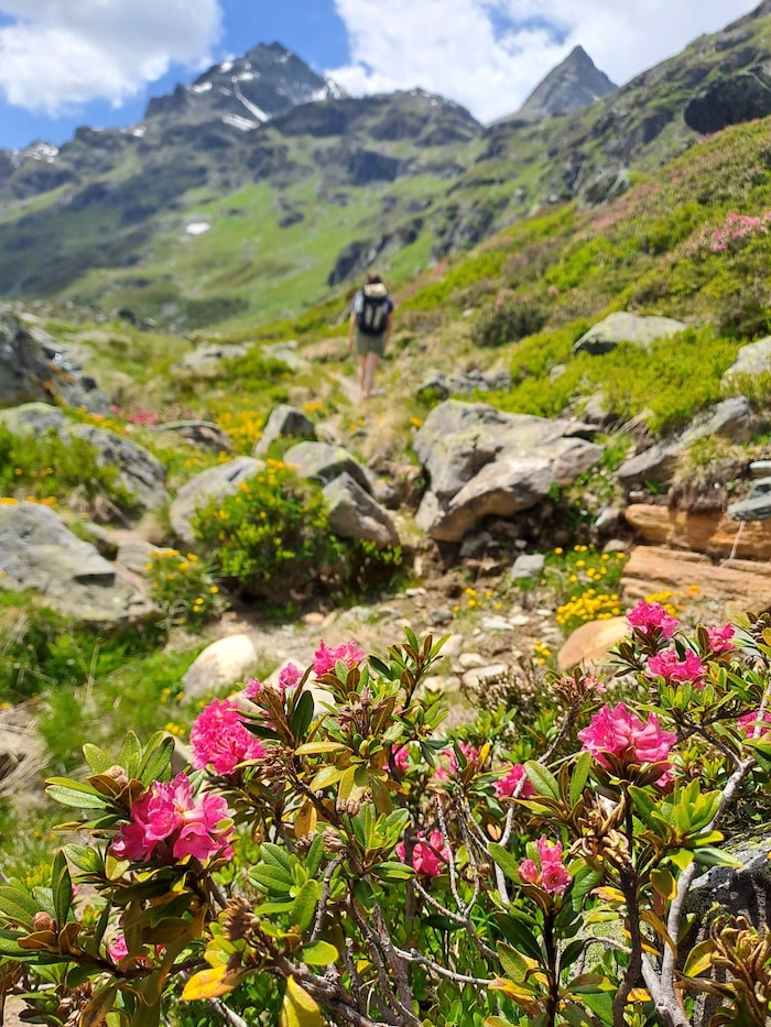 Wege durchs Klostertal mit Alpenrosen.