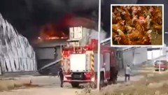 Ein russischer Angriff hat eine riesige Legehennenanlage in der Ukraine schwer getroffen.