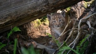 Die Jungtiere erkunden gemeinsam mit ihren einjährigen Geschwistern das Gehege.