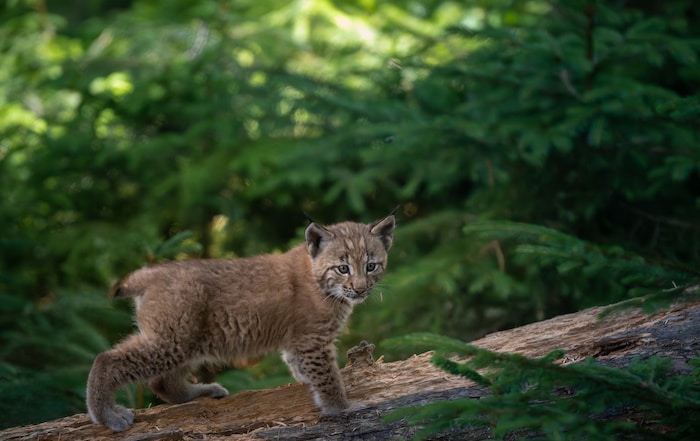 Neugierig stapfen die Jungtiere durch das Gehege.