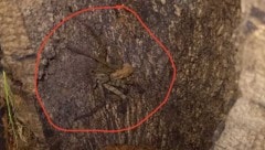 Diese Spinne jagte Mittwochfrüh einigen Mitarbeitern in einem Grazer Supermarkt einen ...