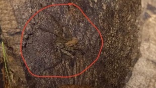 Diese Spinne jagte Mittwochfrüh einigen Mitarbeitern in einem Grazer Supermarkt einen ...