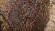 Diese Spinne jagte Mittwochfrüh einigen Mitarbeitern in einem Grazer Supermarkt einen ...