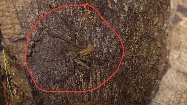 Diese Spinne jagte Mittwochfrüh einigen Mitarbeitern in einem Grazer Supermarkt einen ...