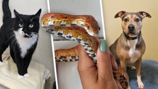 Jonny, Maisie und Karma halten noch Ausschau nach geeigneten Plätzen.
