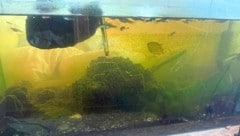 Nager, Fische, Vögel und Co. wurden aus ihren verdreckten Käfigen und Aquarien gerettet. Auch ...