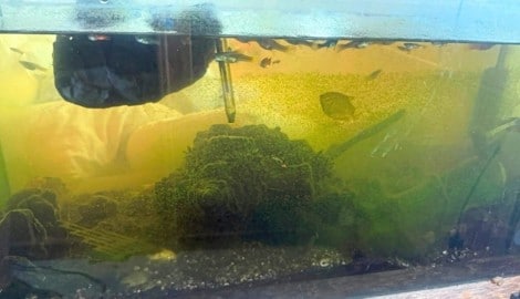 Nager, Fische, Vögel und Co. wurden aus ihren verdreckten Käfigen und Aquarien gerettet. Auch ...