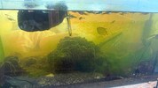 Nager, Fische, Vögel und Co. wurden aus ihren verdreckten Käfigen und Aquarien gerettet. Auch ...