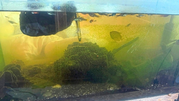 Nager, Fische, Vögel und Co. wurden aus ihren verdreckten Käfigen und Aquarien gerettet. Auch ...