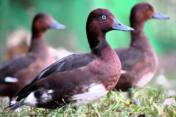 45 Moorenten vor wenigen Wochen in Polen ausgewildert.
