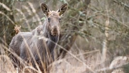 Keine „Emil“-Sichtung, sondern ein ehemaliger Alpenzoo-Bewohner, der nun die ausgestorbene ...