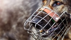 Ein Hund fiel in Deutschland ein vierjähriges Kind an. (Symbolbild)