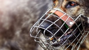 Ein Hund fiel in Deutschland ein vierjähriges Kind an. (Symbolbild)