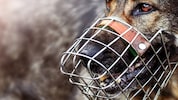 Ein Hund fiel in Deutschland ein vierjähriges Kind an. (Symbolbild)