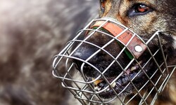 Ein Hund fiel in Deutschland ein vierjähriges Kind an. (Symbolbild)