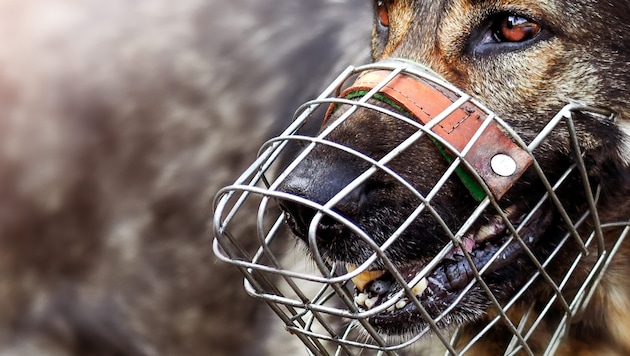 Ein Hund fiel in Deutschland ein vierjähriges Kind an. (Symbolbild)
