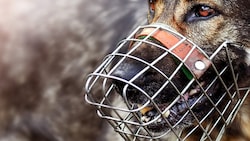 Ein Hund fiel in Deutschland ein vierjähriges Kind an. (Symbolbild)