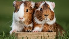 In Österreich müssen Meerschweinchen paarweise oder in Gruppen gehalten werden.
