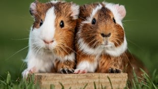 In Österreich müssen Meerschweinchen paarweise oder in Gruppen gehalten werden.