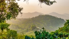 Auch im Amazonas ist die Vogelwelt von Umwelteinflüssen stark bedroht.