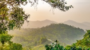 Auch im Amazonas ist die Vogelwelt von Umwelteinflüssen stark bedroht.