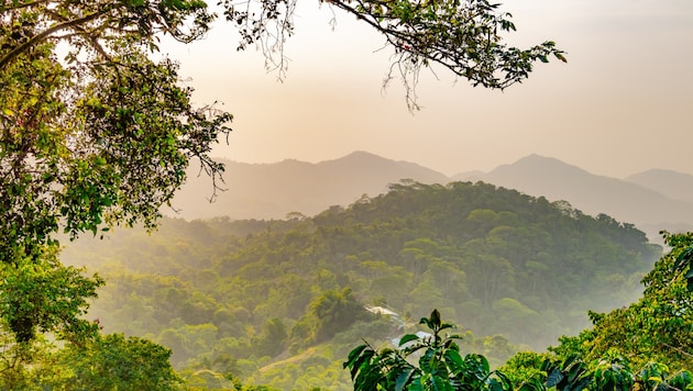 Auch im Amazonas ist die Vogelwelt von Umwelteinflüssen stark bedroht.
