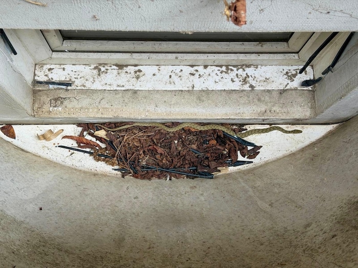Schlange auf Irrwegen – sie wurde aus dem Lichtschacht gerettet.