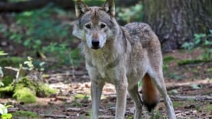 Christof Birbaumer Offizielle Daten zu Wolfsrissen in der Steiermark widersprechen der politischen Darstellung.