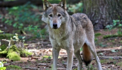 Offizielle Daten zu Wolfsrissen in der Steiermark widersprechen der politischen Darstellung.