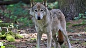 Offizielle Daten zu Wolfsrissen in der Steiermark widersprechen der politischen Darstellung.