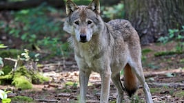 Wölfe und Hunde reagieren ähnlich auf Angstschweiß.