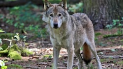 Offizielle Daten zu Wolfsrissen in der Steiermark widersprechen der politischen Darstellung.
