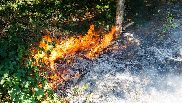 Die Feuerwehr wurde gegen 17.30 Uhr zu einem Waldbrand in Schnifis gerufen.