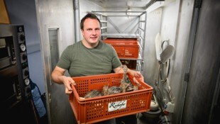 Seit acht Jahren züchtet der Welser Gastronom Michael Eschlböck- Bauer Strauße. Während der ...