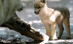 Bisher wurden in Vorarlberg noch keine Wolfswelpen gesichtet – das könnte sich bald ändern.