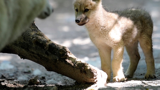 Bisher wurden in Vorarlberg noch keine Wolfswelpen gesichtet – das könnte sich bald ändern.